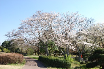 市町村の森
