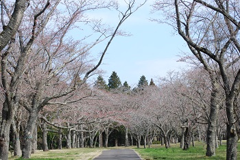 お花見広場