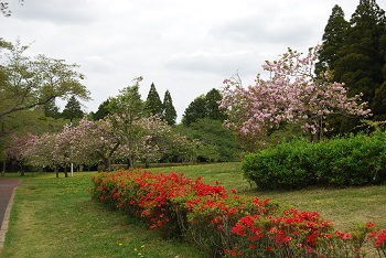 お花見広場