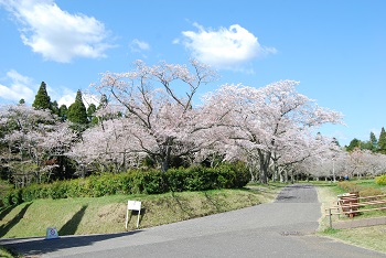 お花見広場
