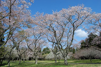 お花見広場