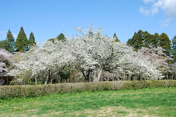 お花見広場