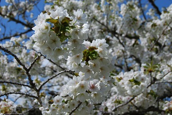 お花見広場