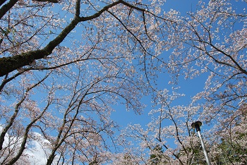 お花見広場