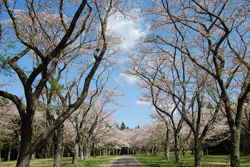 お花見広場