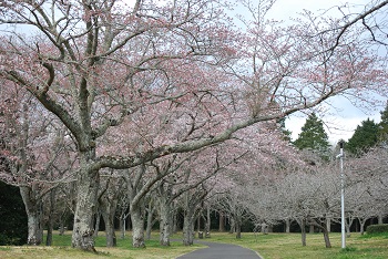お花見広場