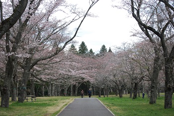 お花見広場