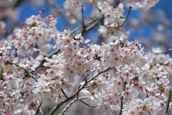 お花見広場