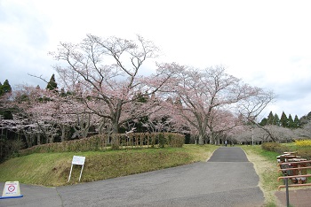 お花見広場入口