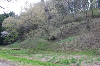 ハナショウブ園斜面