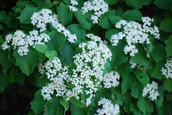 ガマズミの花