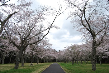 お花見広場