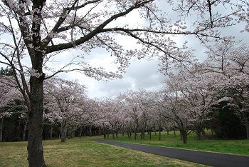 お花見広場