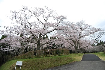 お花見広場入口