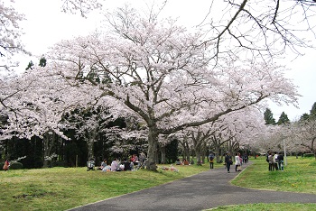 お花見広場