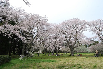 お花見広場