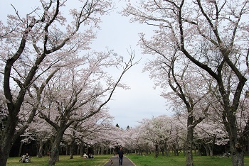 お花見広場