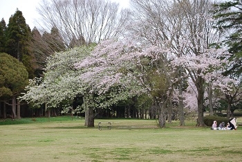 大島桜