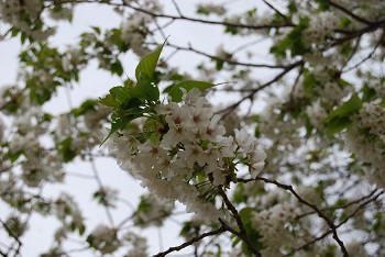 大島桜
