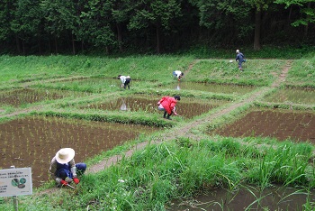 田んぼ