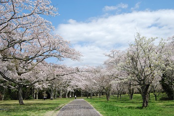 お花見広場