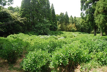 展望台付近