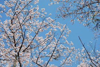 ソメイヨシノ