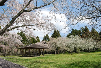 お花見広場