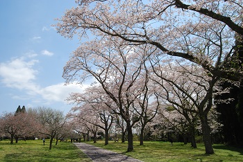 お花見広場