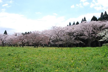 お花見広場