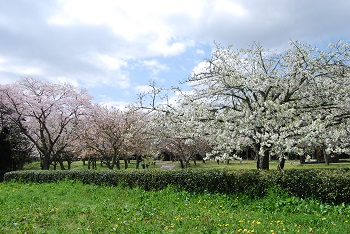 お花見広場