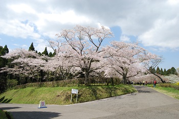 お花見広場入口