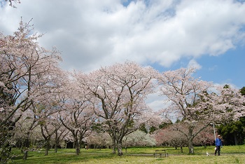 お花見広場