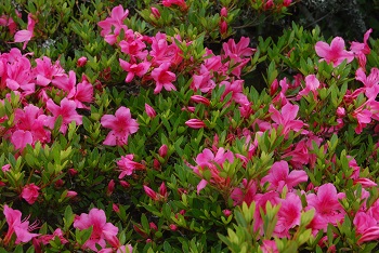 蕾