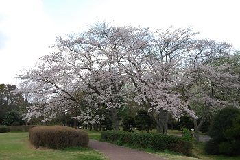 市町村の森付近