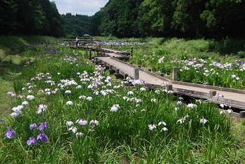 中央八つ橋付近