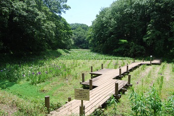 ショウブ園