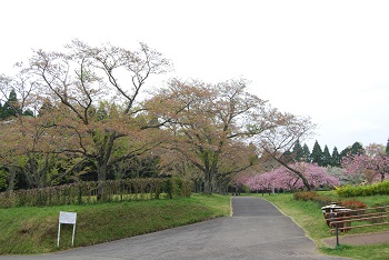 お花見広場入口