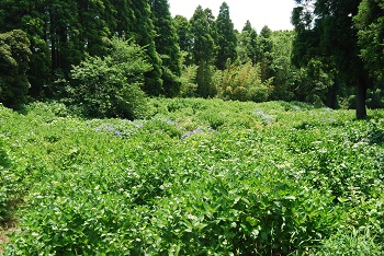展望台付近