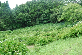 中央付近から冬のみち方面の様子