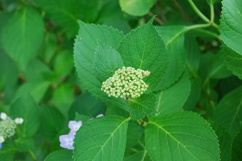 蕾
