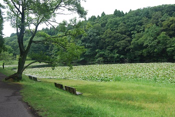 中央付近