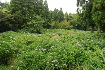 展望台付近