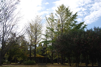 市町村の森