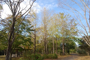 市町村の森