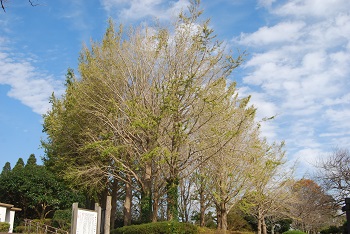 花見広場手前