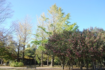 市町村の森