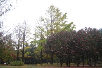 市町村の森