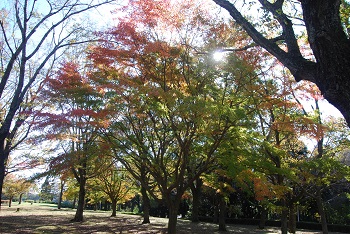 市町村の森