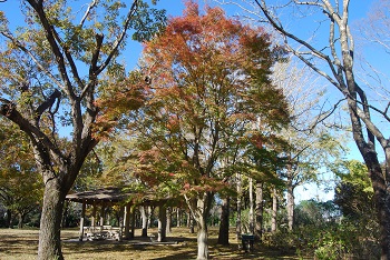 市町村の森